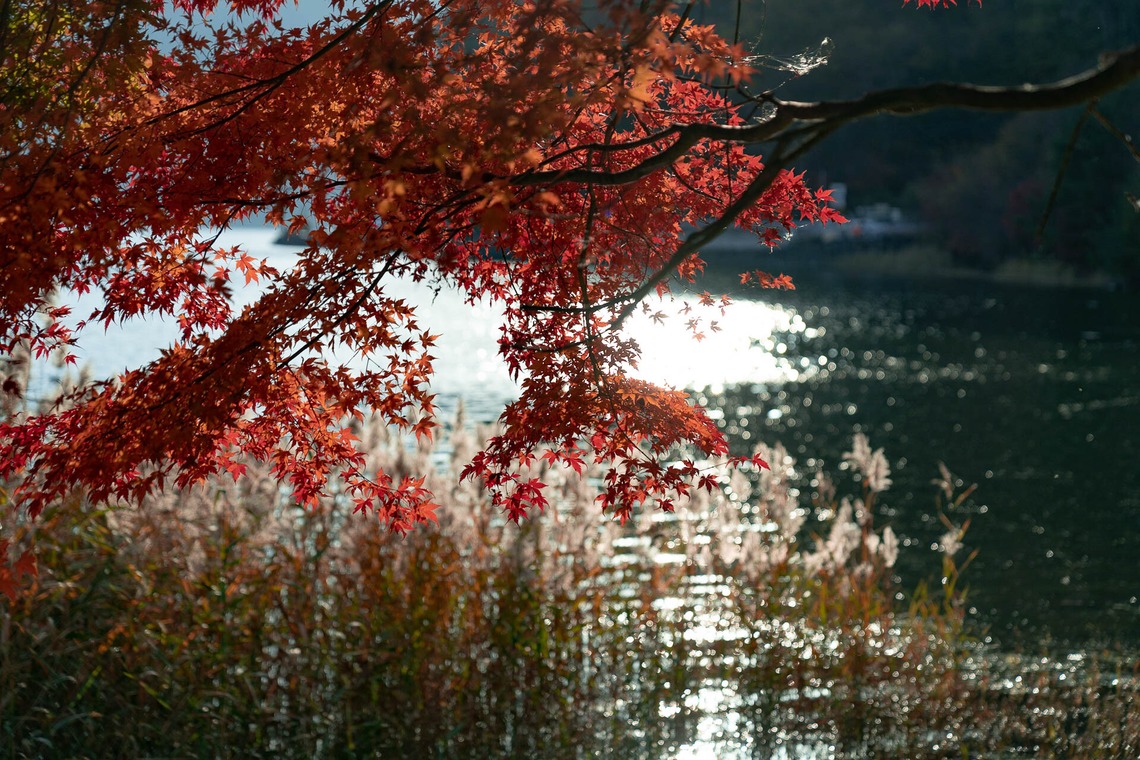 三谷 朋也が撮影した「日本の風景」の写真