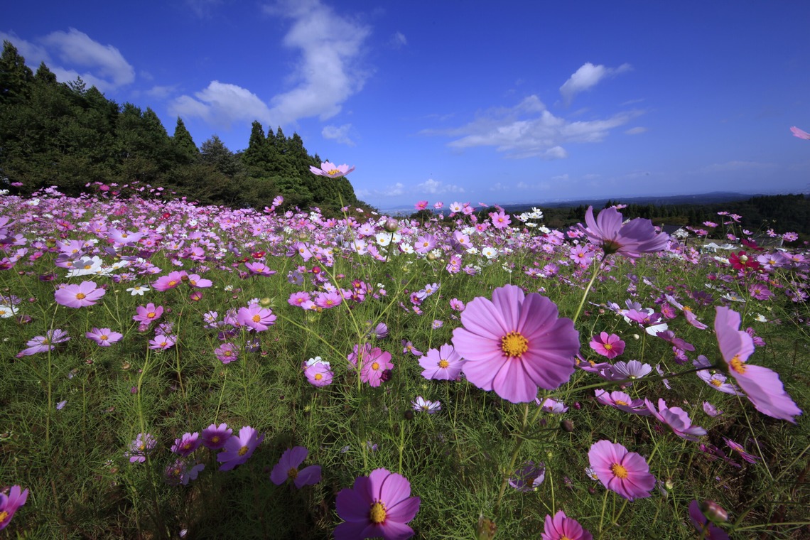 写真屋gonree　阿波根里恵が撮影した「風景写真（コスモス）」の写真