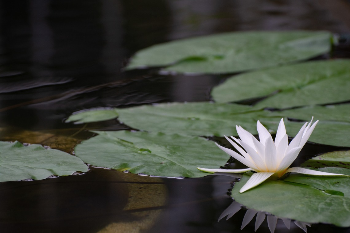 水嶋 将太が撮影した写真のアルバム「思い出。」