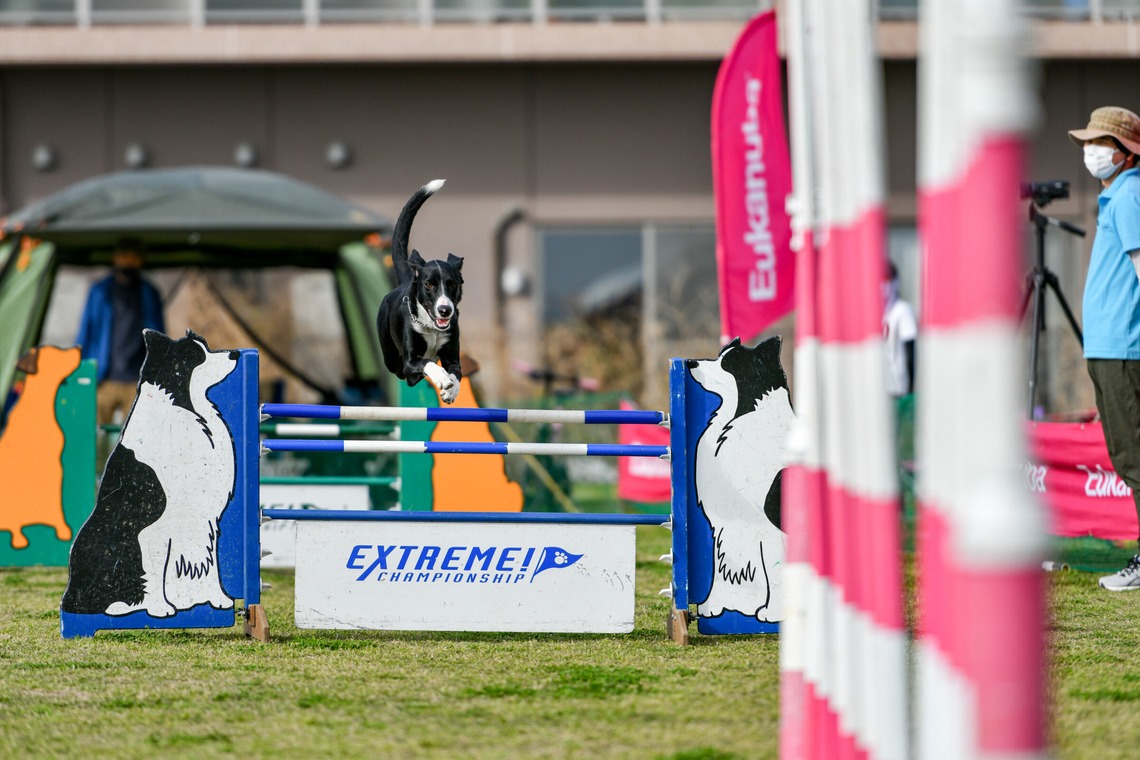 スタジオファンタスが撮影した写真のアルバム「ドッグスポーツエクストリーム」