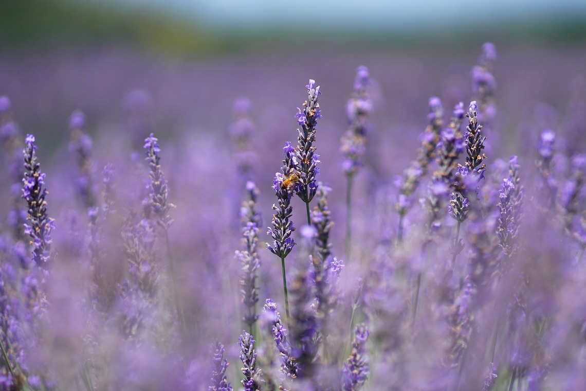 出張撮影のメモリーズが撮影した「nature-アラカルト」の写真