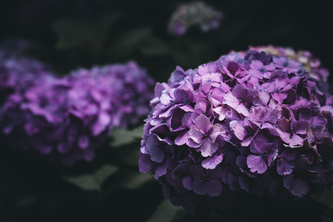 堀内 陽希が撮影した写真のアルバム「植物」