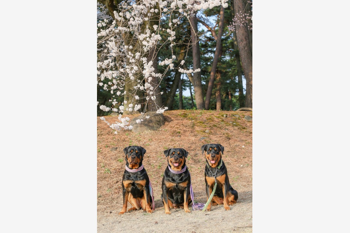 株式会社Neo-Smile 「locationbreeze」高橋 徹が撮影した家族写真(キッズ,ベビーフォト)のアルバム「ペット」