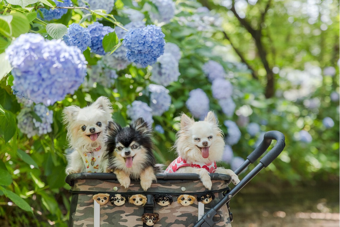 ちずカメラが出張撮影した家族写真(キッズ,ベビーフォト)などが写った「ペット」の家族写真