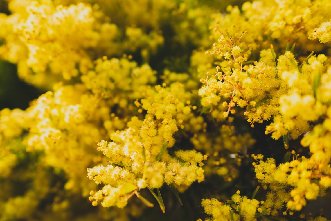 磯谷亮太が撮影した「flower」の写真