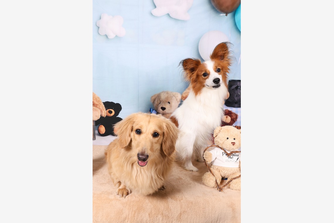 WithshopJapanが撮影した「ペット撮影」の写真