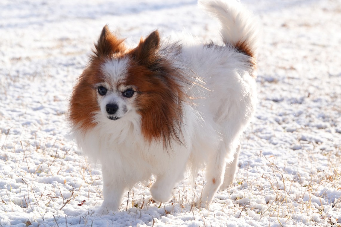 河野慈圓が撮影した「ペット撮影」の写真