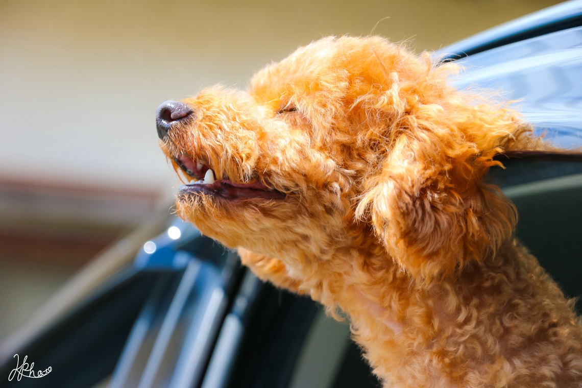 大森光太郎・K-PHOTOが撮影した家族写真(キッズ,ベビーフォト)のアルバム「ペット撮影」