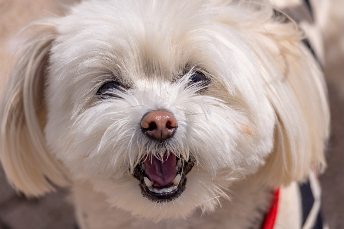 沖山俊樹が撮影した写真のアルバム「ペット_20230330_有明ガーデン」