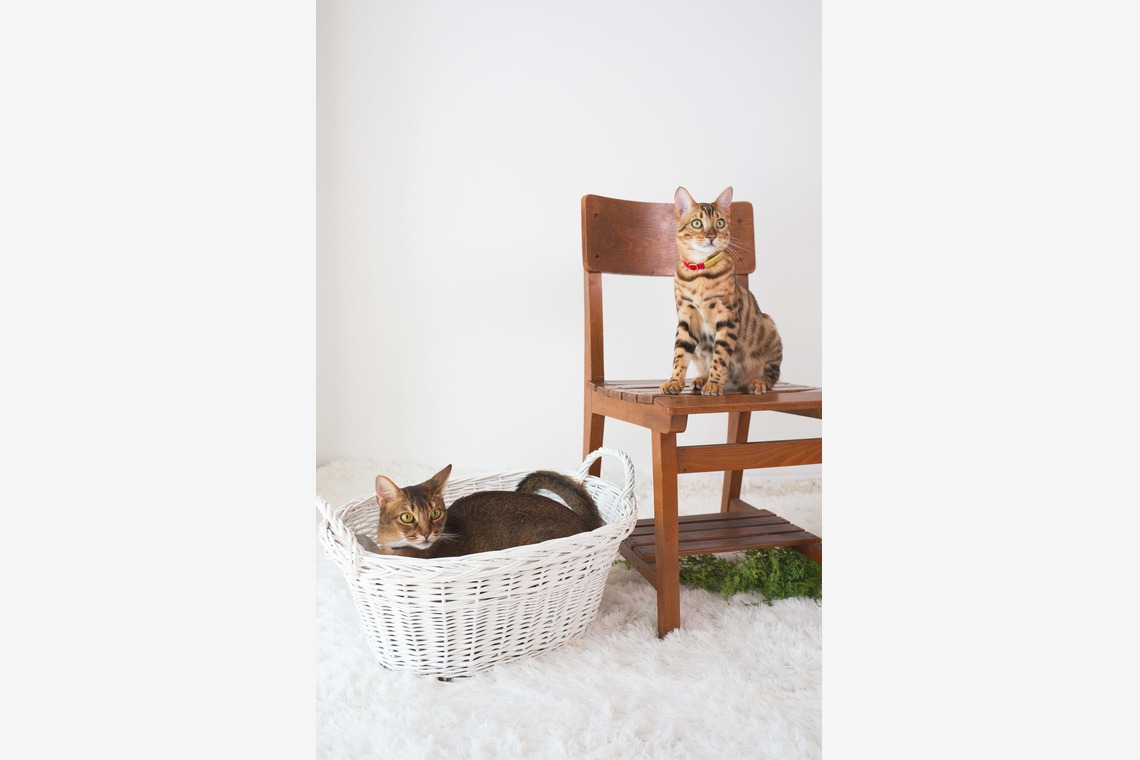 荒畑けいこが出張撮影した家族写真(キッズ,ベビーフォト)などが写った「AMIクラウドファンディング撮影会（ペット撮影）」の家族写真