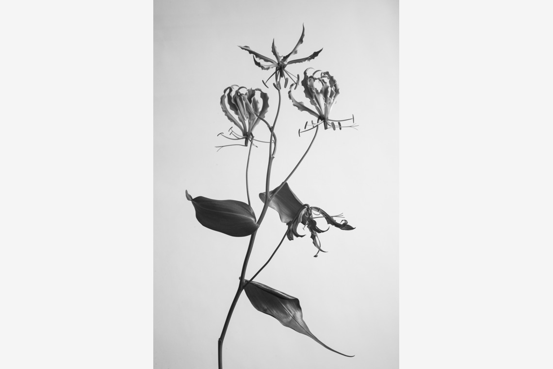 NOJYO高木俊幸写真事務所が撮影した写真のアルバム「花」