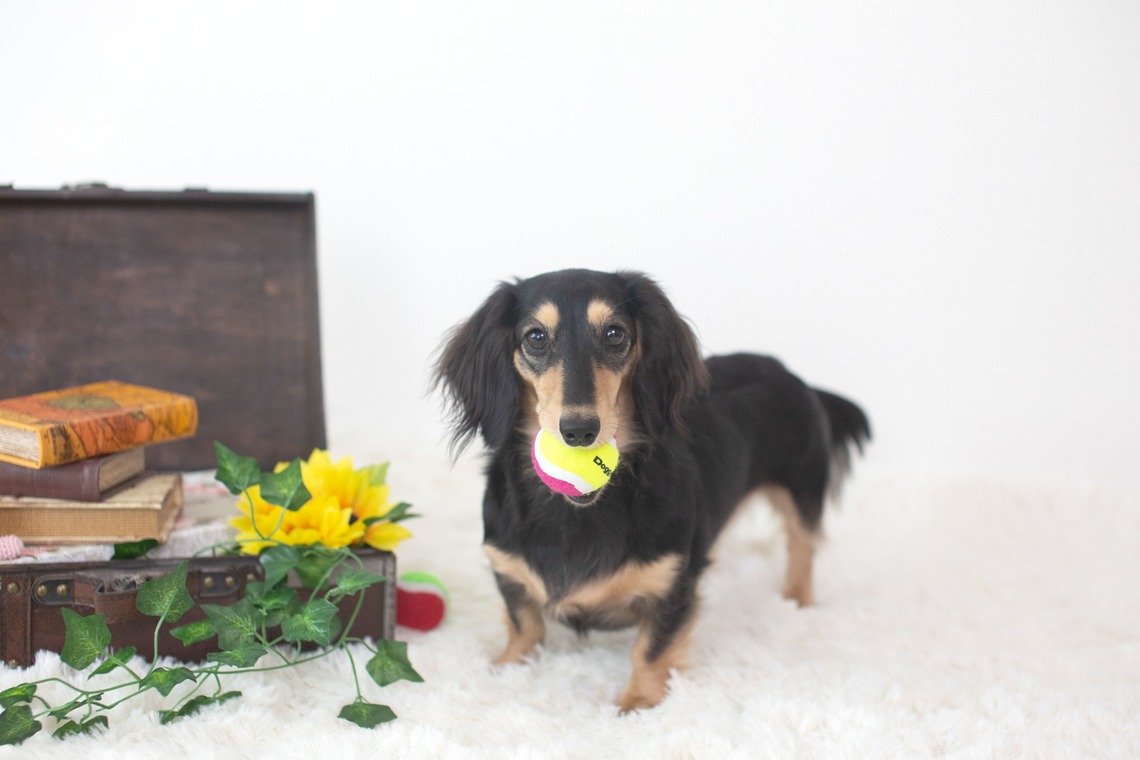 荒畑けいこが出張撮影した家族写真(キッズ,ベビーフォト)などが写った「AMIクラウドファンディング撮影会（ペット撮影）」の家族写真