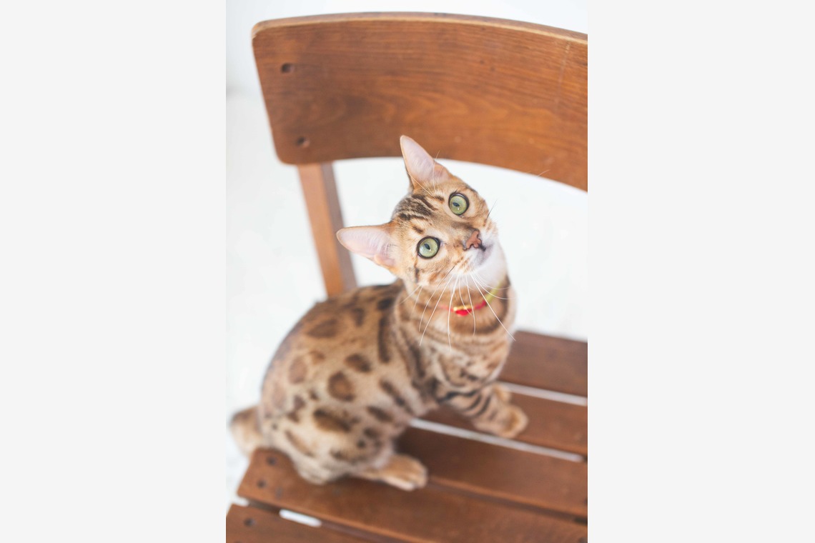 荒畑けいこが出張撮影した家族写真(キッズ,ベビーフォト)などが写った「AMIクラウドファンディング撮影会（ペット撮影）」の家族写真