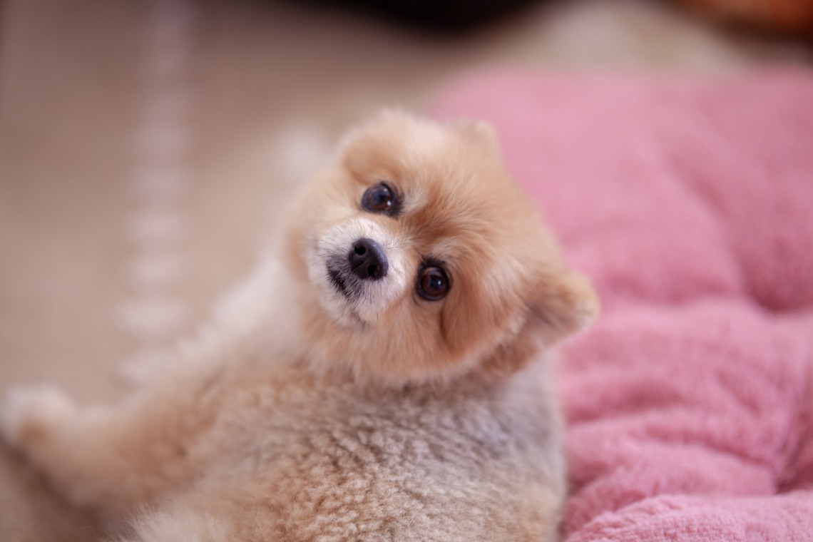 レオン・スナップサービスが撮影したその他のアルバム「ポメラニアン」