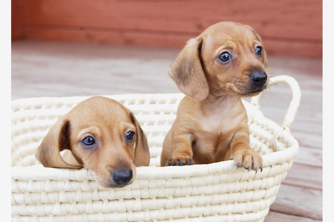 森安　照が撮影した「ペット撮影（犬・猫）」の写真