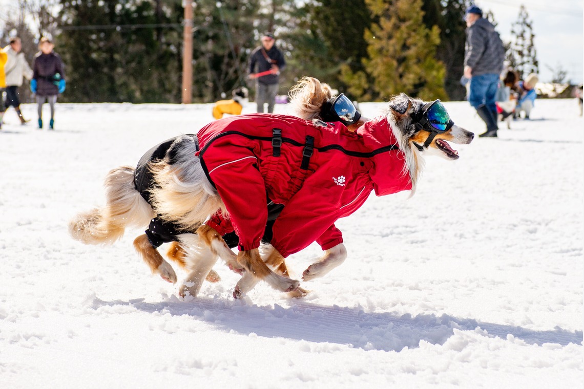 スマイルチューンが撮影した写真のアルバム「ペット撮影」
