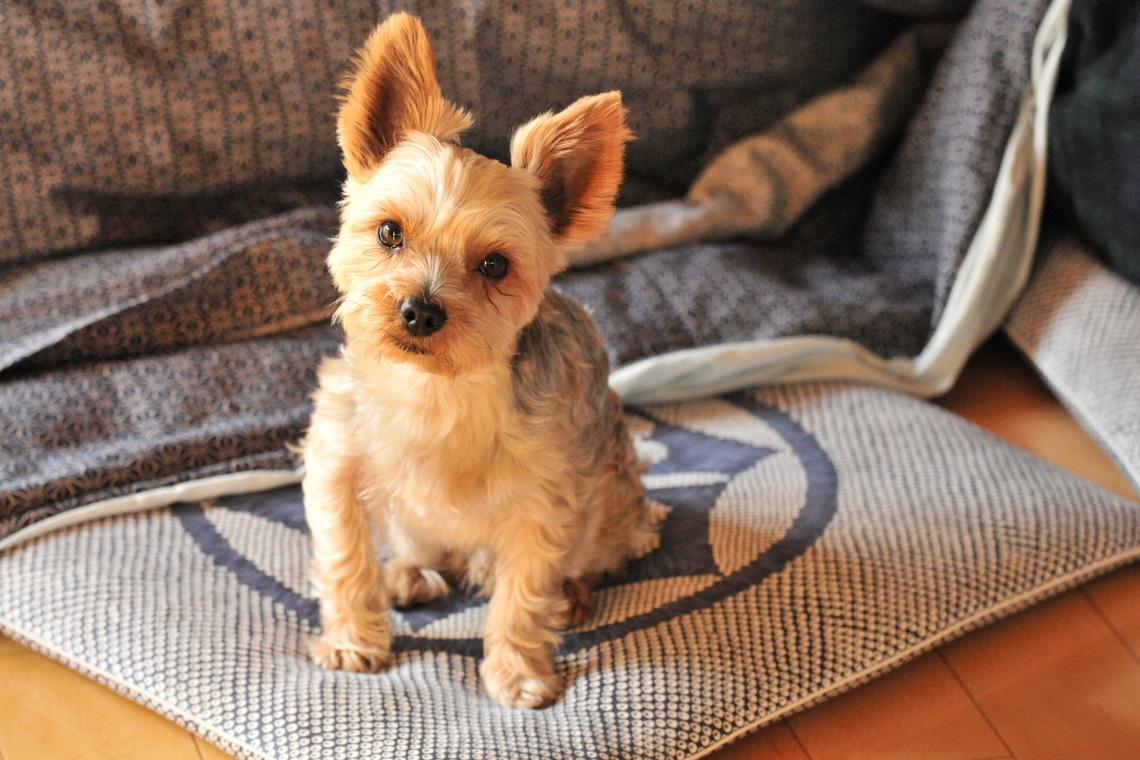 大熊和輝が撮影した「ペット撮影」の写真