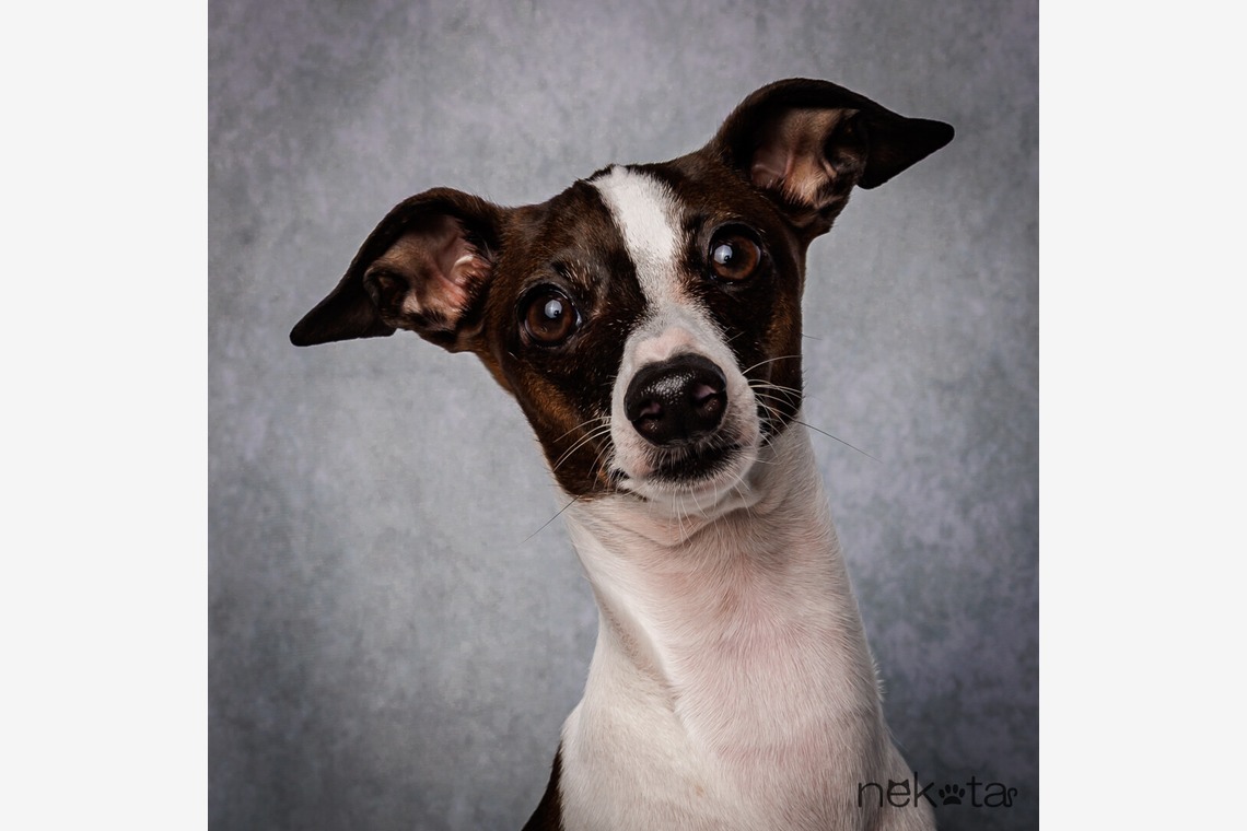 猫田晃広が撮影した「わんちゃん撮影」の写真