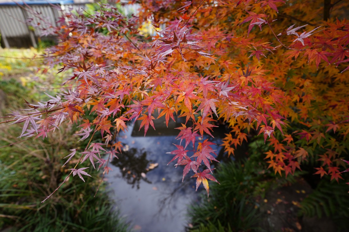 photographerTAKASUが撮影した「風景写真や動物写真」の写真