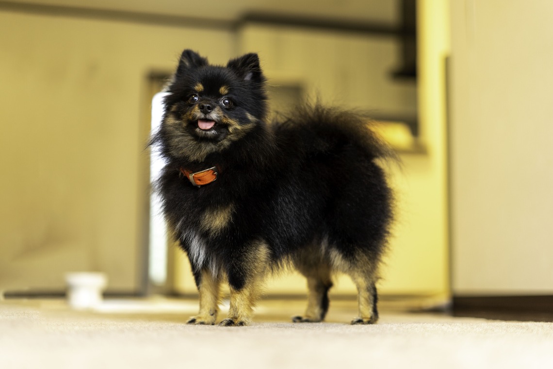 フォトグラフ山王