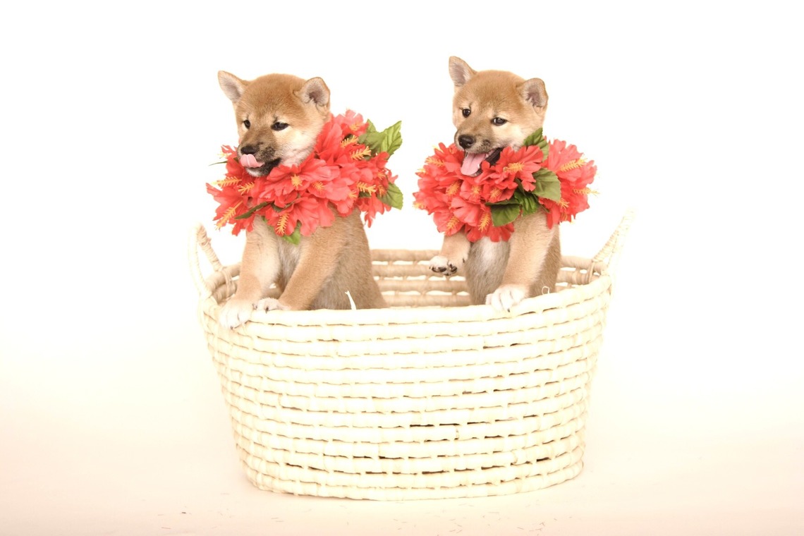 Hiroが撮影した写真のアルバム「ペット撮影」