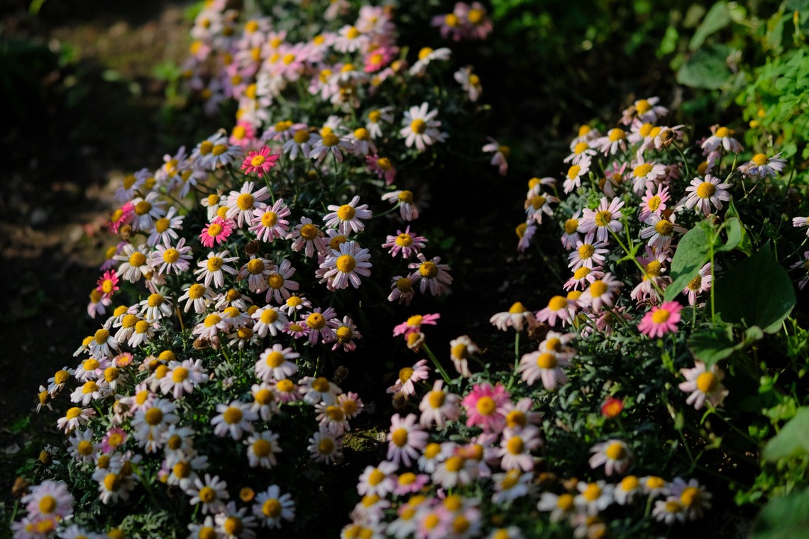 KotobukiPhotosが撮影した「花・植物」の写真