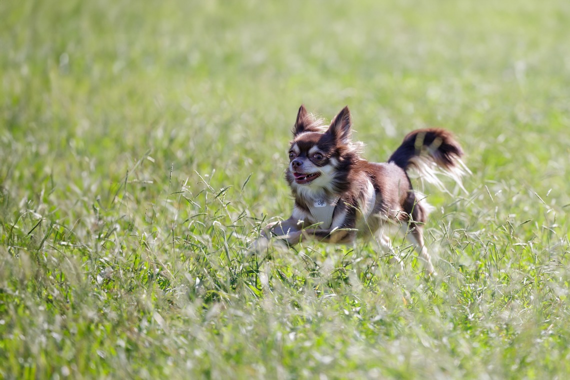 内田　雄一が撮影した「DOGイベントでの撮影」の写真