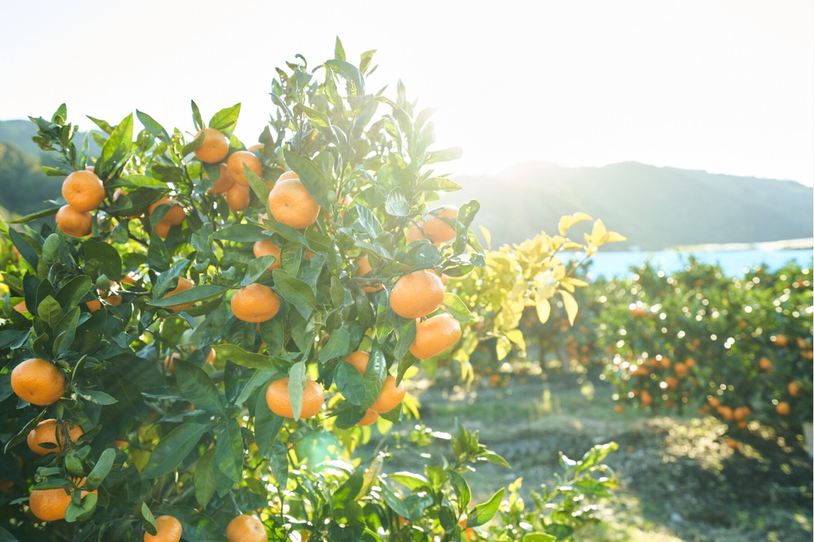 大橋裕紀が撮影した写真のアルバム「みかん農園様の商品撮影とスナップ」