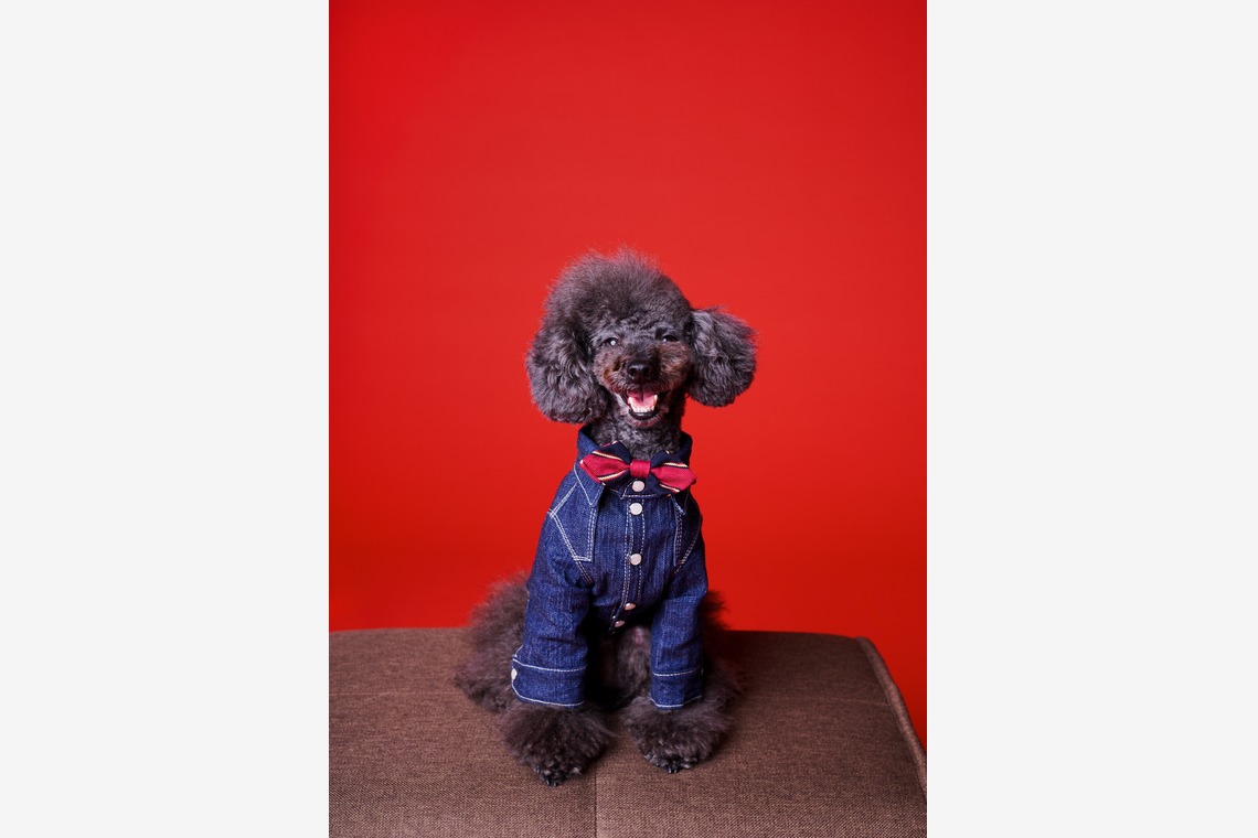 登　万里子が撮影した写真のアルバム「ペット写真館（出張撮影）」