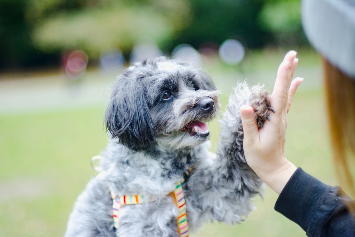 One&Only Photoが撮影した「ペット撮影」の写真