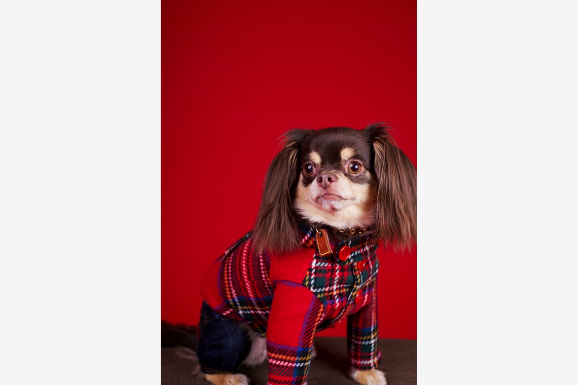 登　万里子が撮影した「ペット写真館（出張撮影）」の写真