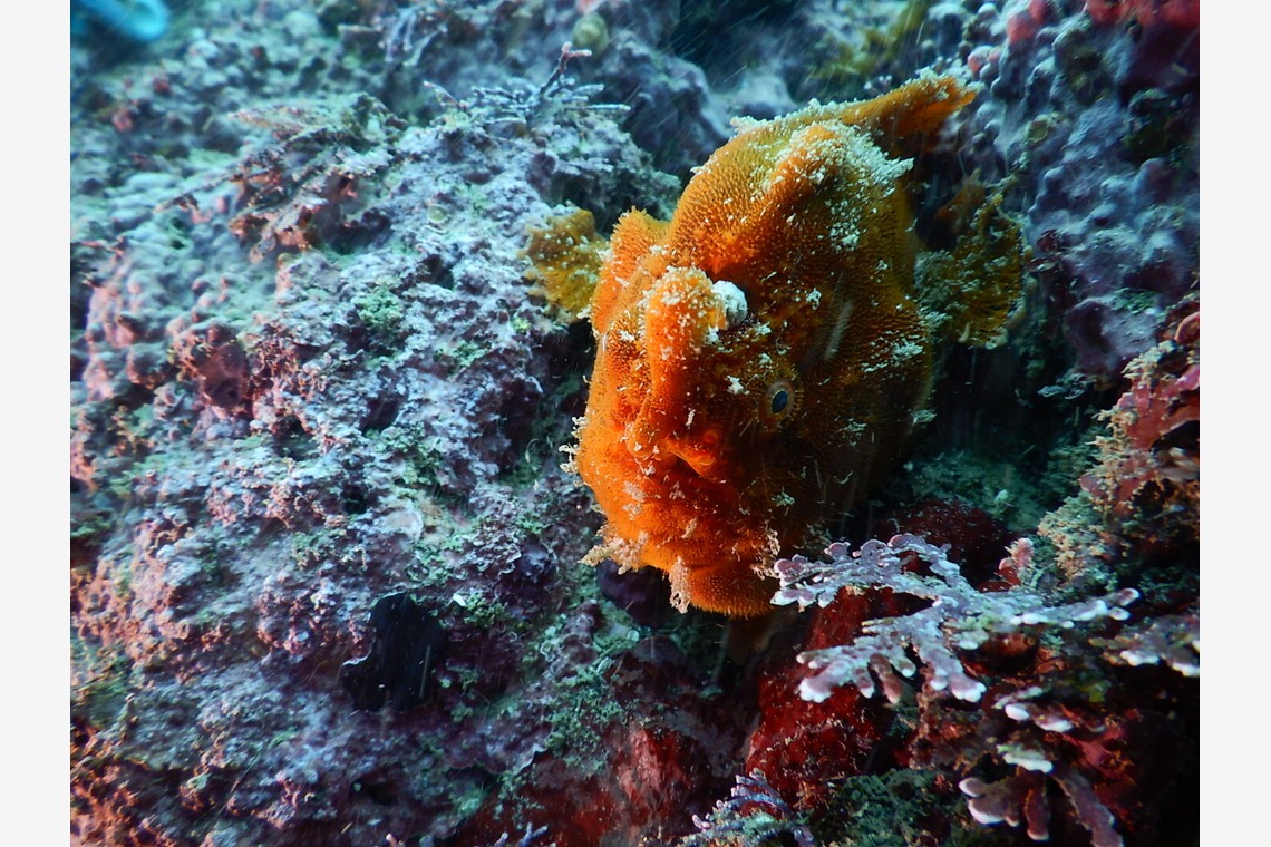 杉野優介が撮影した写真のアルバム「スキューバーダイビング水中撮影」