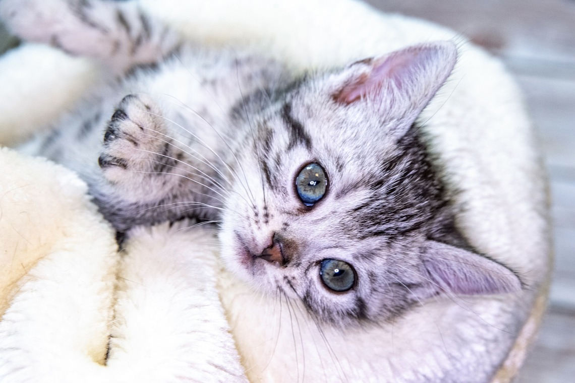 本郷直人が撮影した写真のアルバム「ブリーダー」