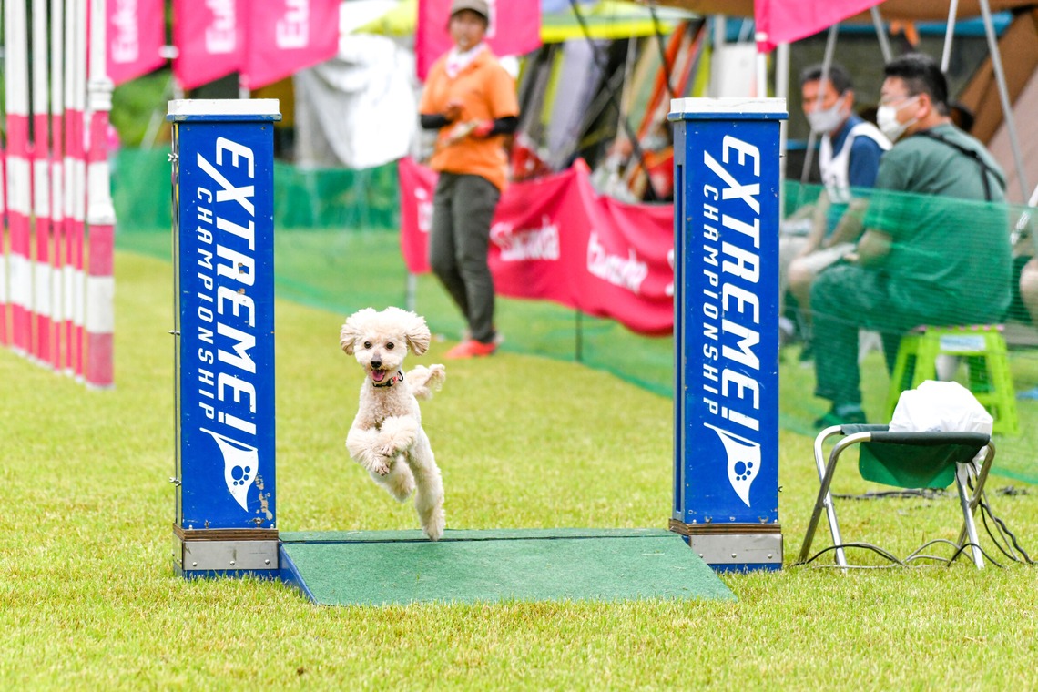 スタジオファンタスが撮影した「ドッグスポーツエクストリーム」の写真