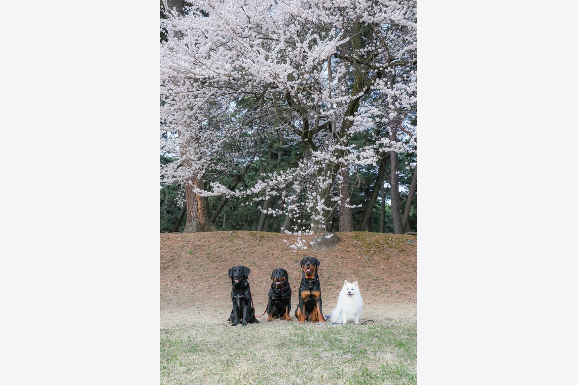 株式会社Neo-Smile 「locationbreeze」高橋 徹が撮影した家族写真(キッズ,ベビーフォト)のアルバム「ペット」