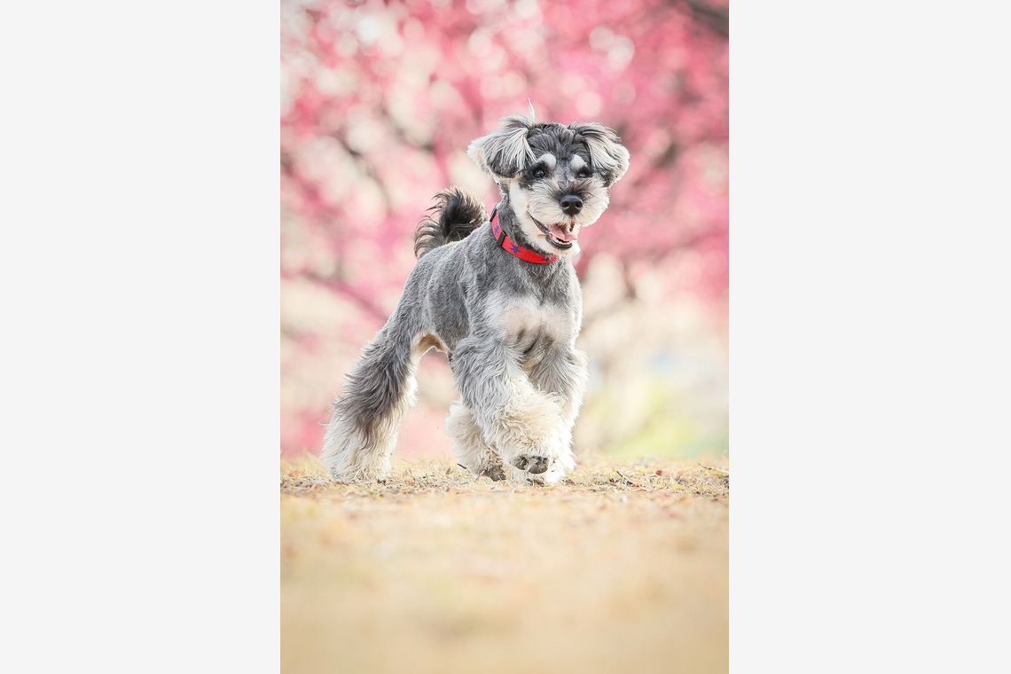 株式会社Neo-Smile 「locationbreeze」高橋 徹が撮影した家族写真(キッズ,ベビーフォト)のアルバム「ペット動物など」