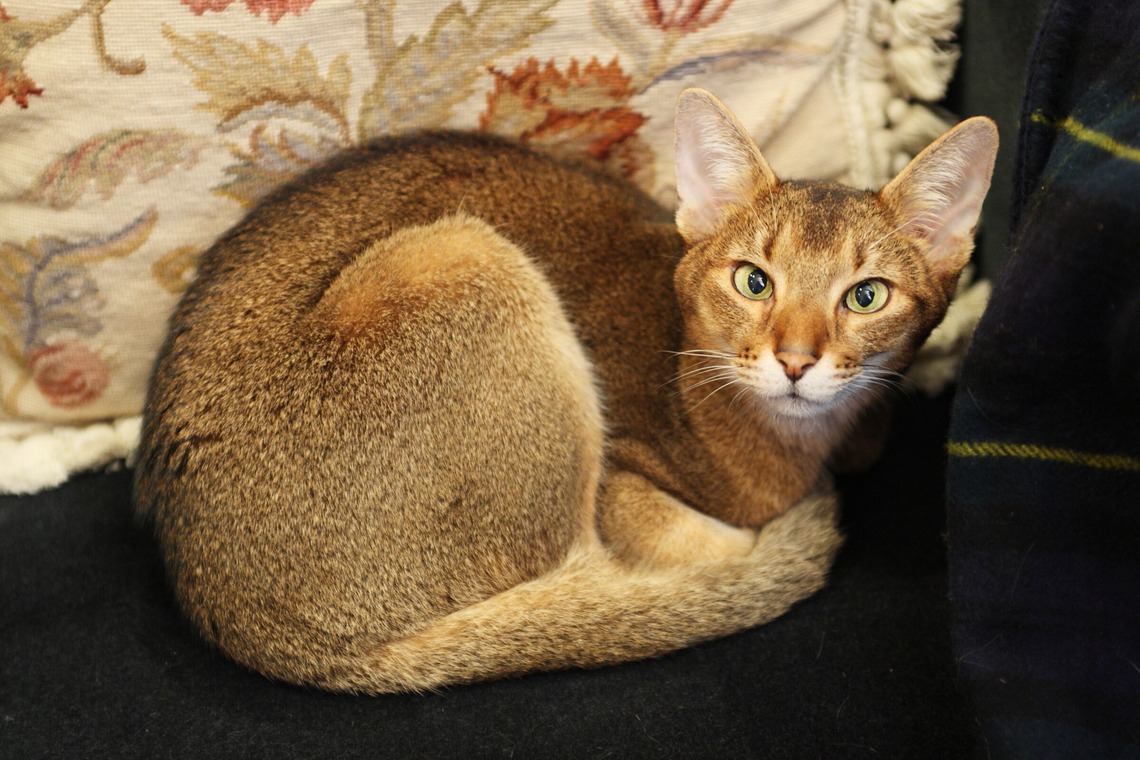 森安　照が撮影した「ペット撮影（犬・猫）」の写真