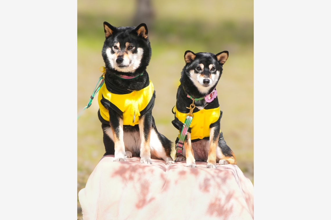 河野慈圓が撮影した「ペット撮影」の写真