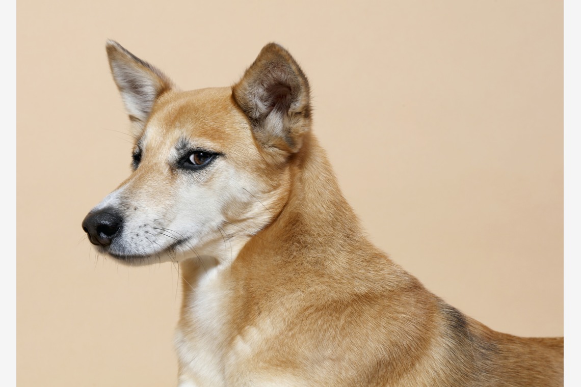 トクシ丸が撮影した「人物撮影」の写真