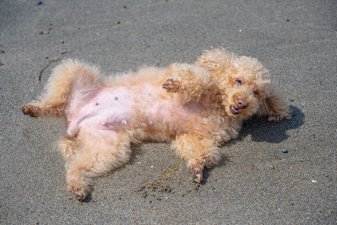 高木勇斗が撮影した「トイプードル」の写真