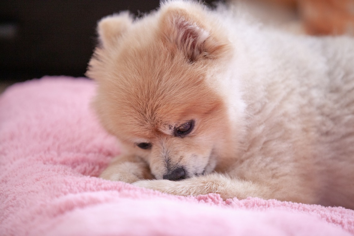 レオン・スナップサービスが撮影したその他のアルバム「ポメラニアン」