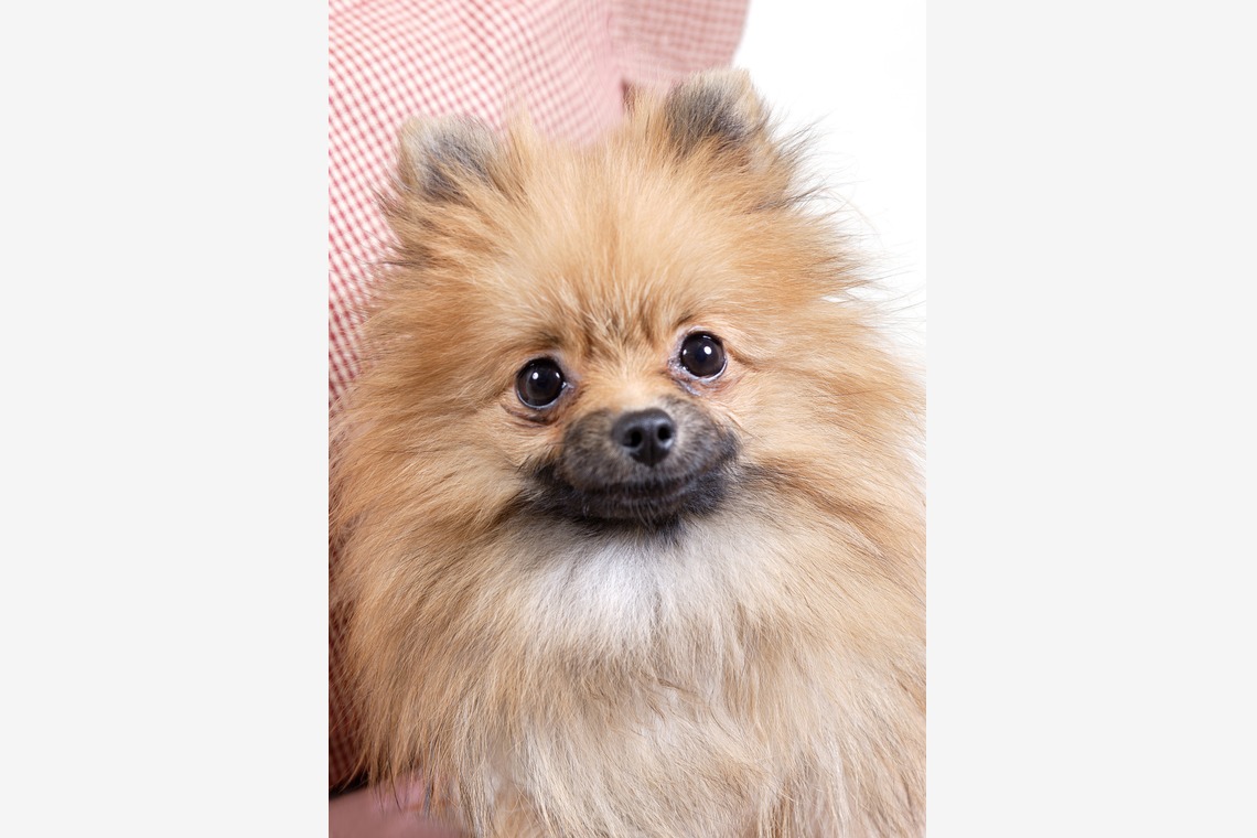 森安　照が撮影した「ペット撮影（犬・猫）」の写真