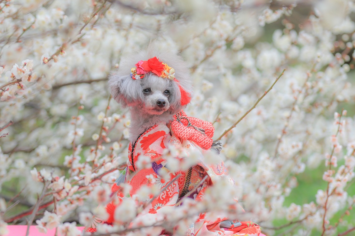 高橋 透（Coo&Sea STUDIO代表）が撮影した「梅de撮影会＠小田原」の写真