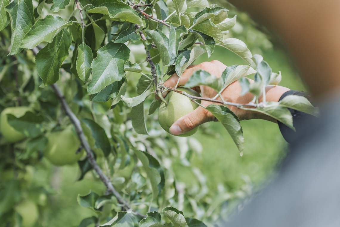 スタジオらしさが撮影した写真のアルバム「ブラベリーファーム様」