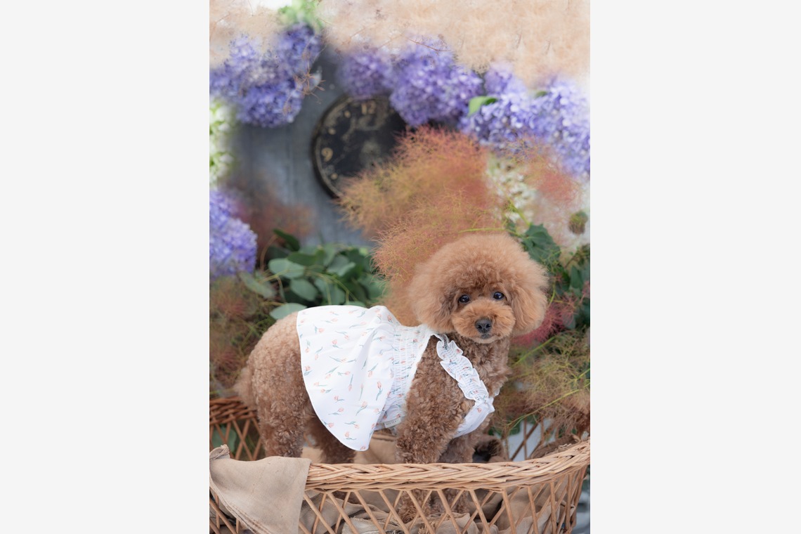 ミヤタカズコが撮影した写真のアルバム「DOG フォト」