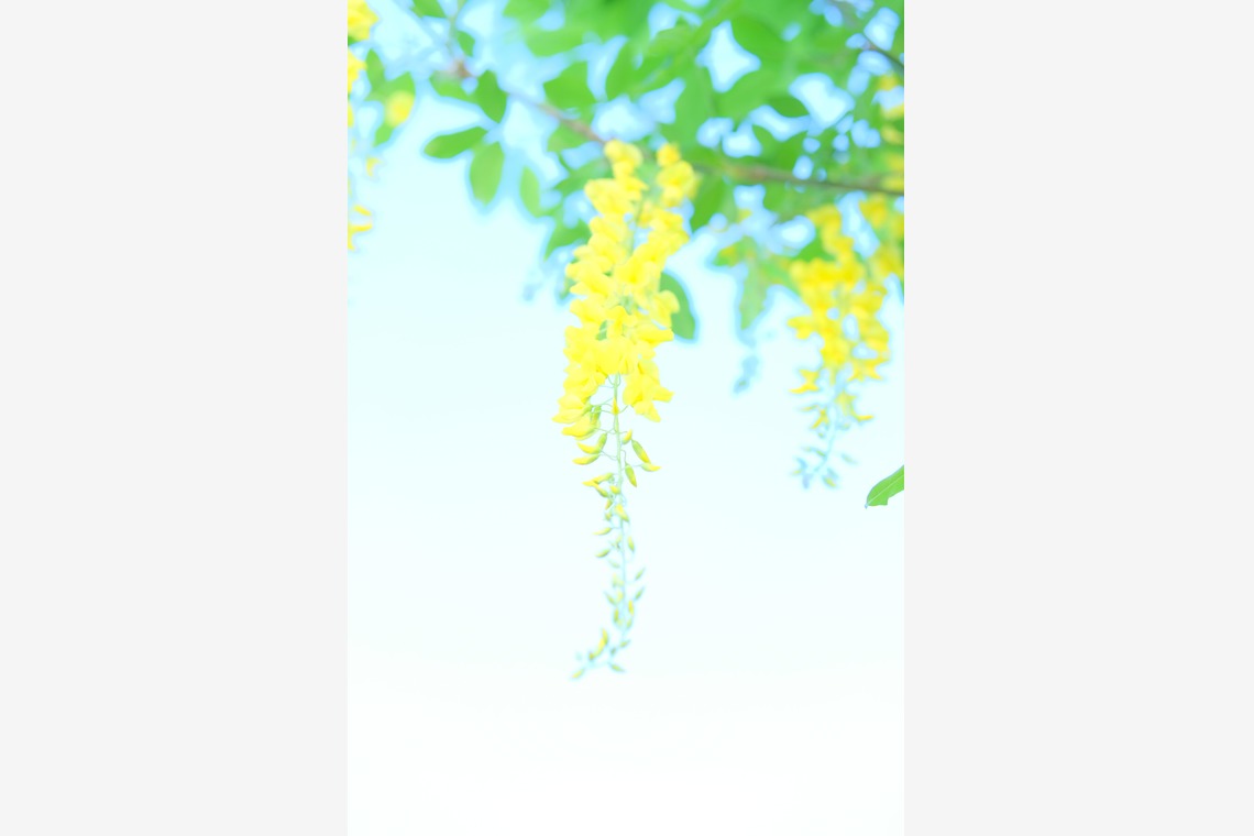 KotobukiPhotosが撮影した「花・植物」の写真
