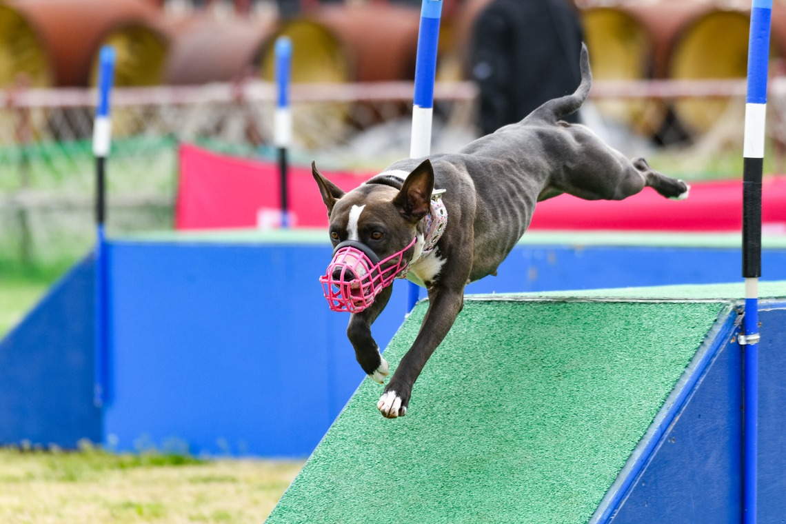 スタジオファンタスが撮影した写真のアルバム「ドッグスポーツエクストリーム」