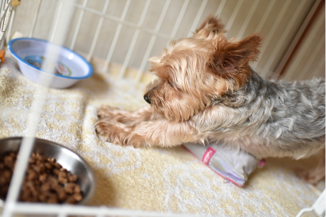 大熊和輝が撮影した「ペット撮影」の写真