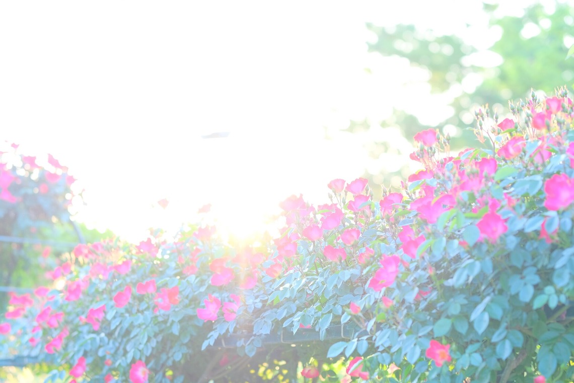 KotobukiPhotosが撮影した「花・植物」の写真