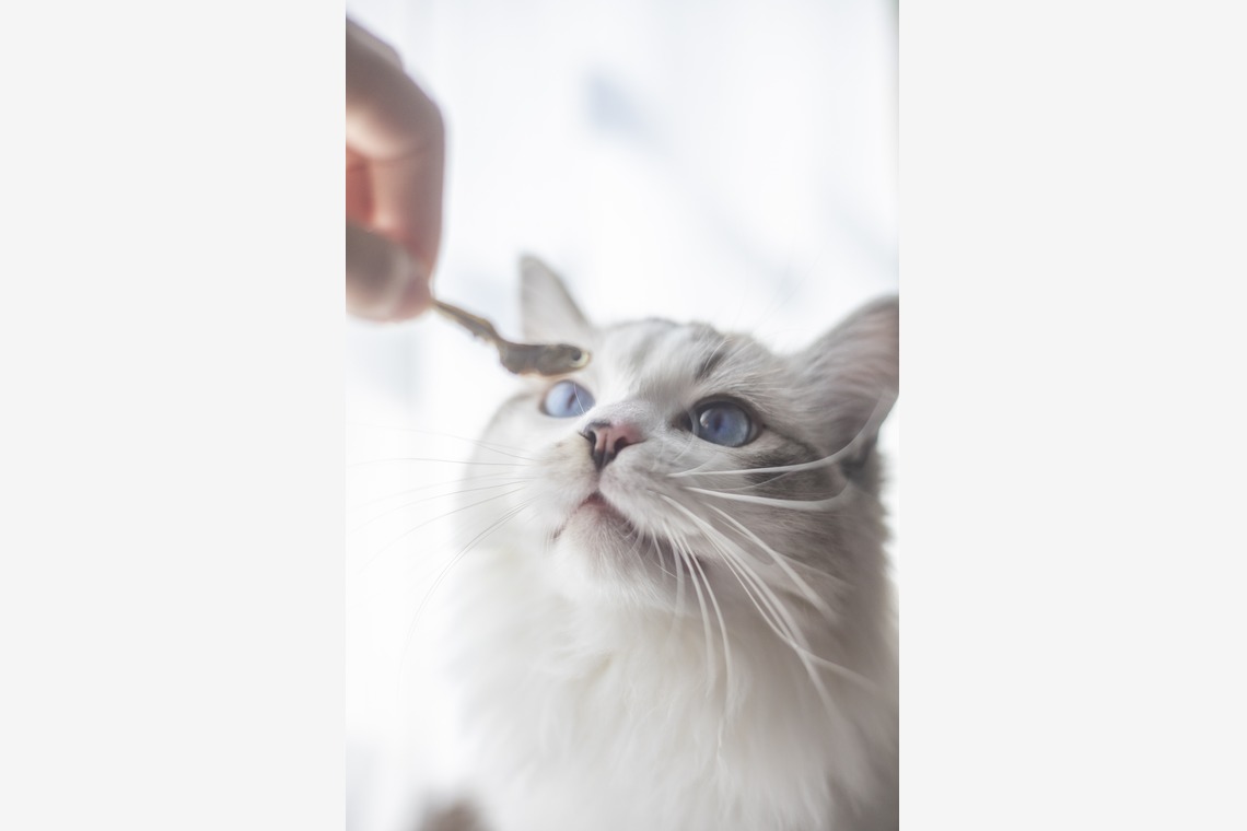 二葉が撮影した「ペットフォト」の写真